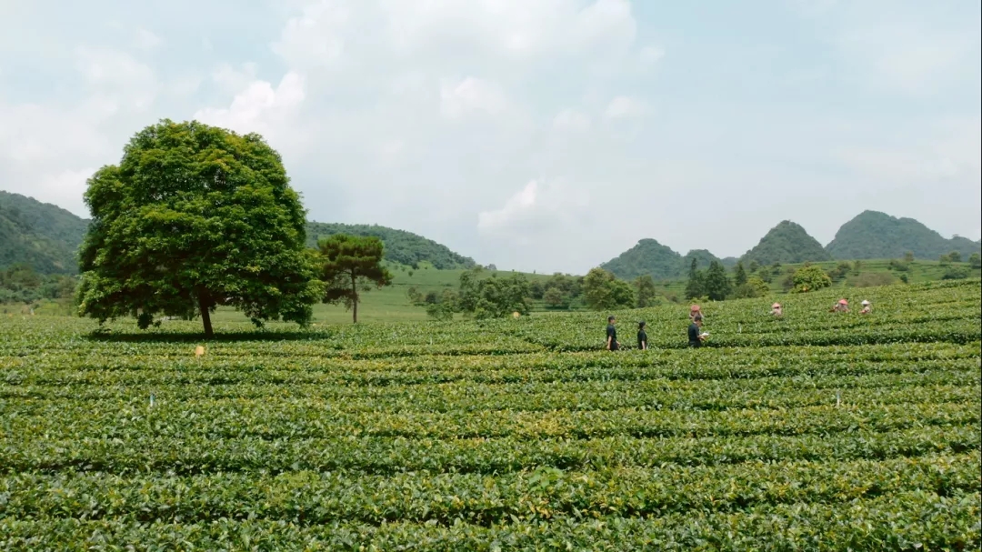 茶葉出口需要辦理什么手續(xù)？